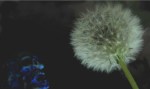 Blue Skull &&nbsp;Dandelion